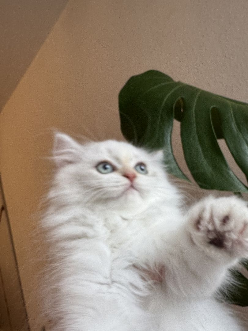 Perser/ BLH Kitten