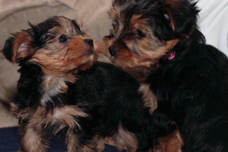 Yorkshire Terrier Welpen