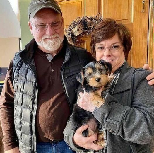 Yorkshire Terrier Welpen