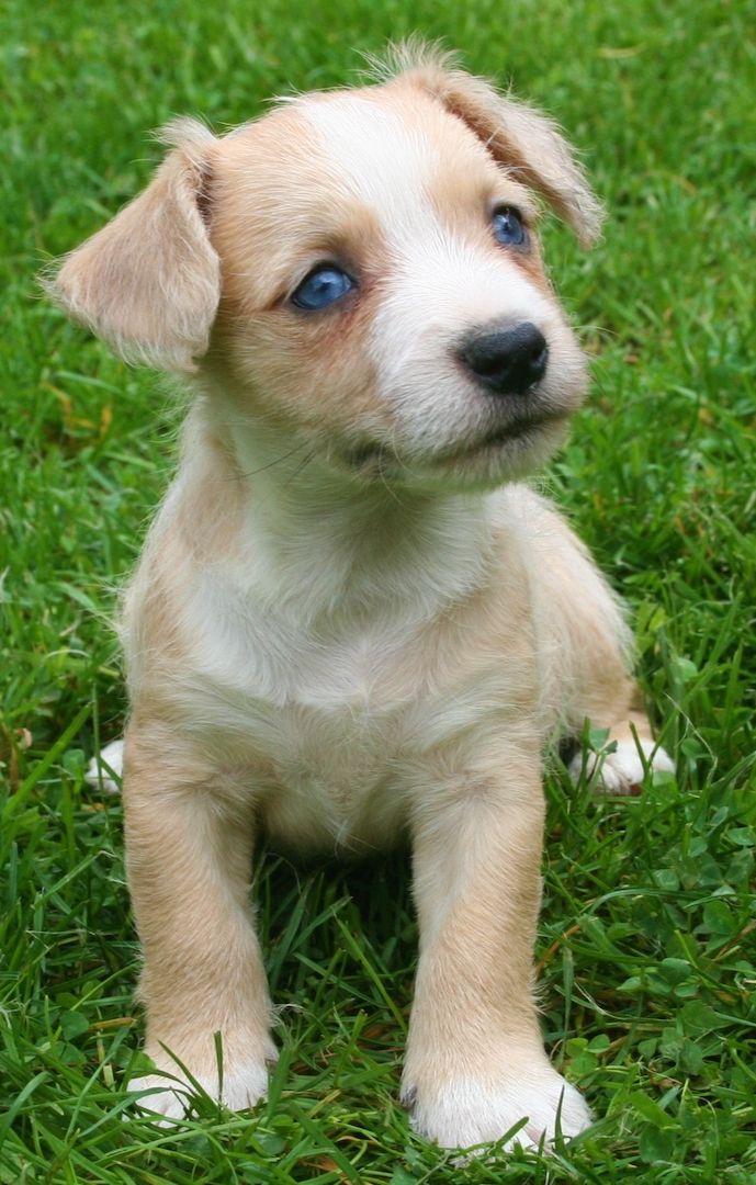 Malteser Jack Russel Mischlingswelpen Malteser Jack Russel Mischlingswelpen