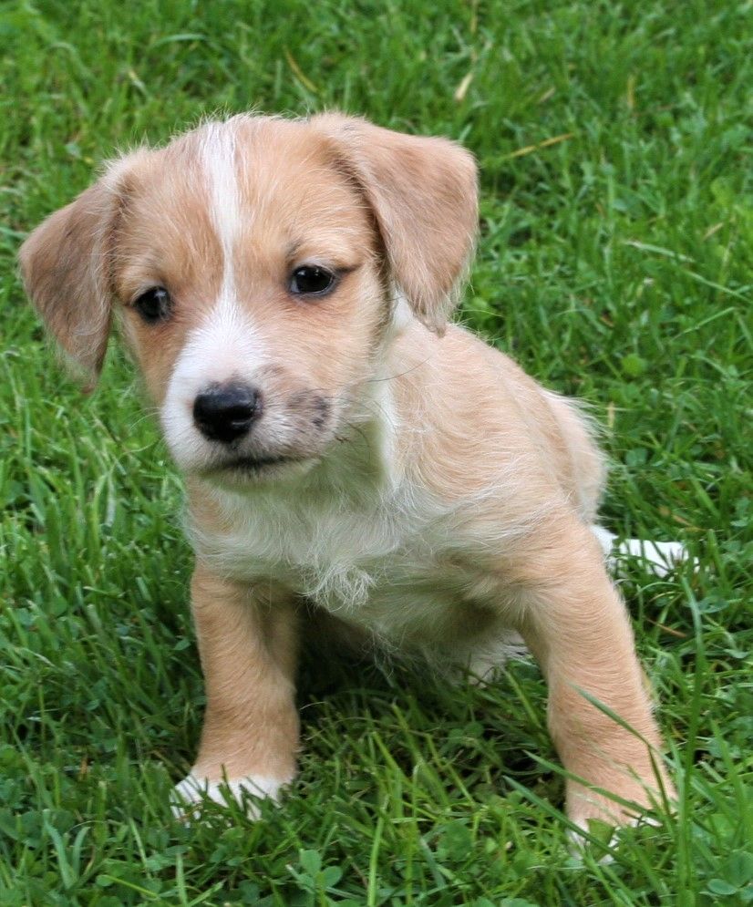 Malteser Jack Russel Mischlingswelpen Malteser Jack Russel Mischlingswelpen