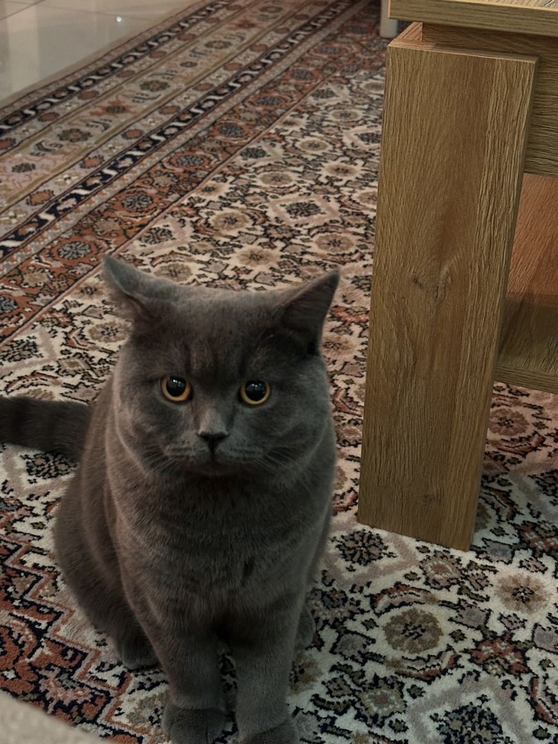 Reinrassige Britisch Kurzhaar Katze (1 Jahr, anthrazit, sehr verschmust)