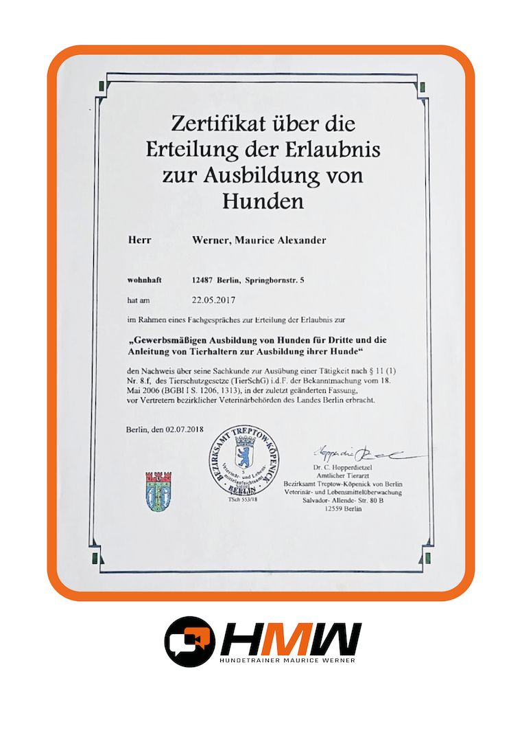 Innovatives Hundetraining durch Videoanalyse