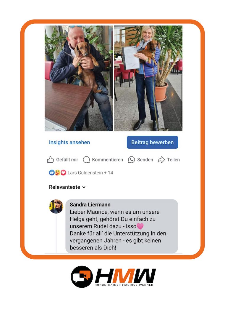 Innovatives Hundetraining durch Videoanalyse