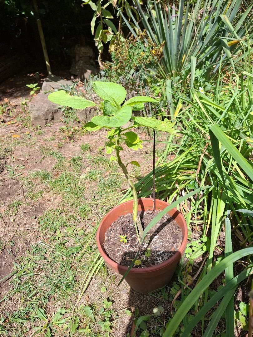 1 Jungpflanze der Engelstrompete im Topf Zu verschenken