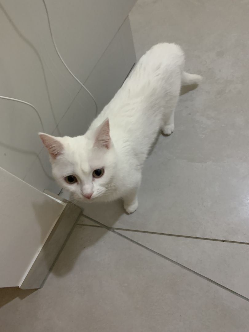 Liebevolle Wohnungskatze abzugeben