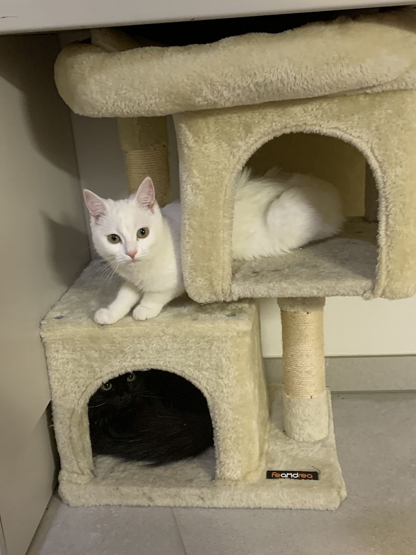 Liebevolle Wohnungskatze abzugeben