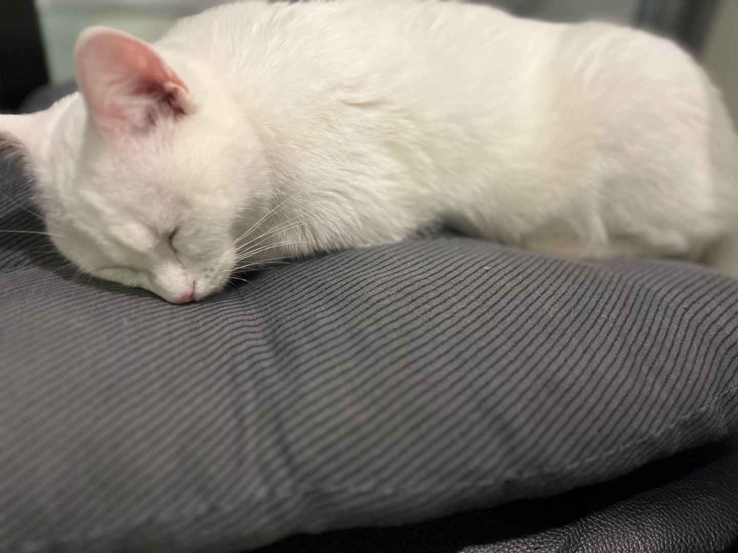 Liebevolle Wohnungskatze abzugeben