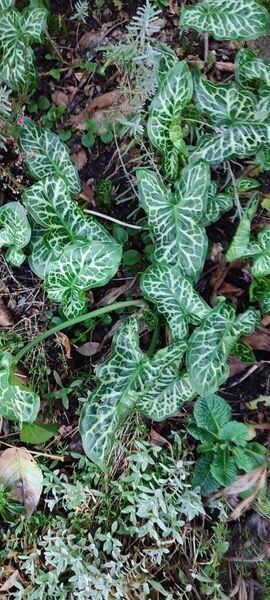 Aronsstab Pflanzen und Ableger