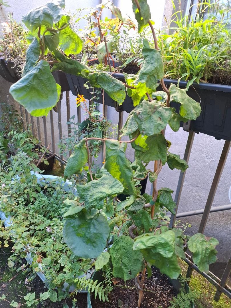 KorkenzieherHasel im Eimer      15 €