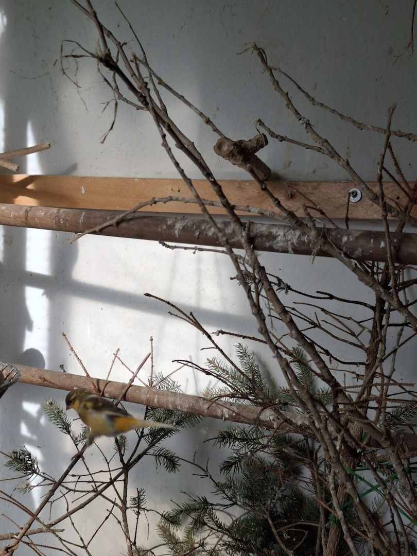 Kanarienhahn tauschen