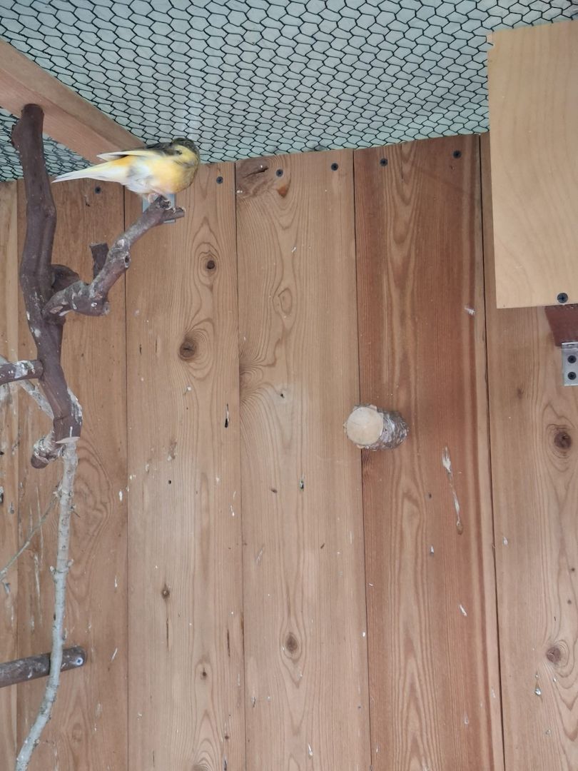 Kanarienhahn tauschen