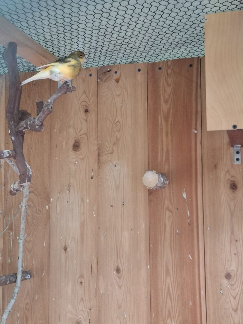 Kanarienhahn tauschen