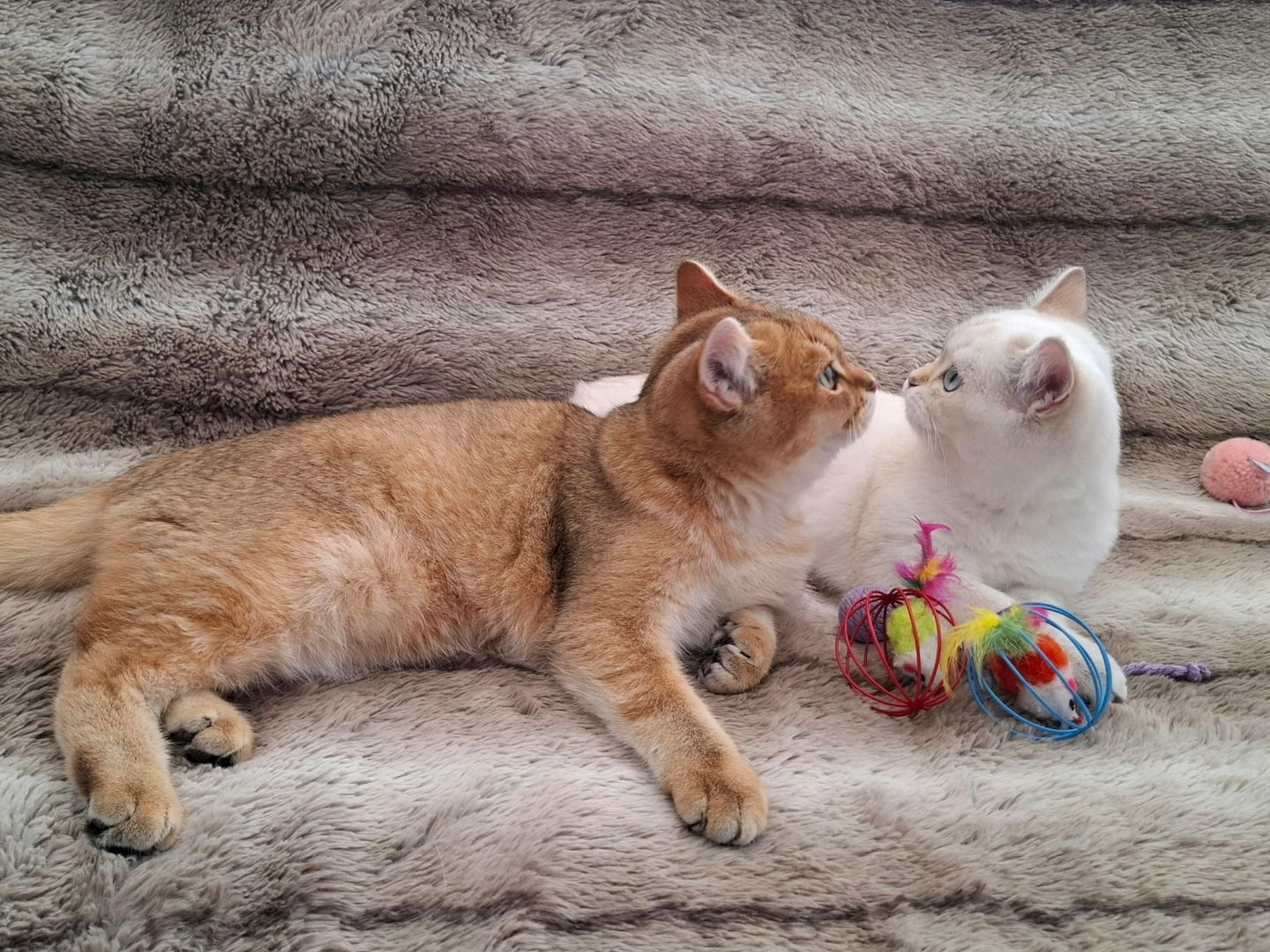 Reinrassige BKH Kitten mit Stammbaum - Abgabebereit