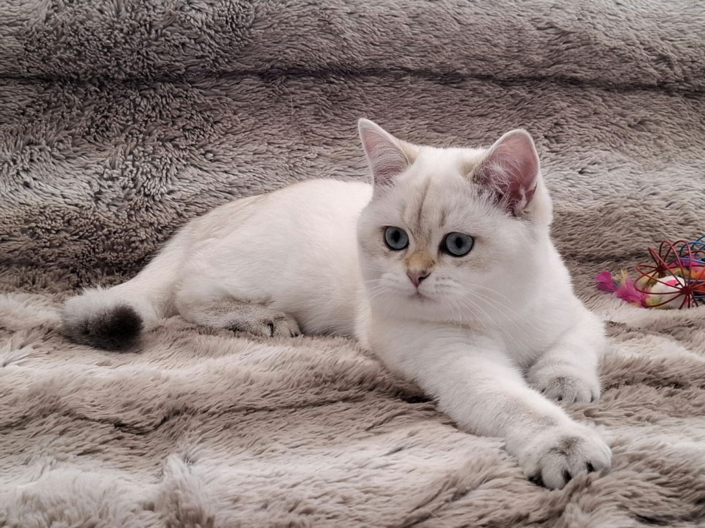 Reinrassige BKH Kitten mit Stammbaum - Abgabebereit