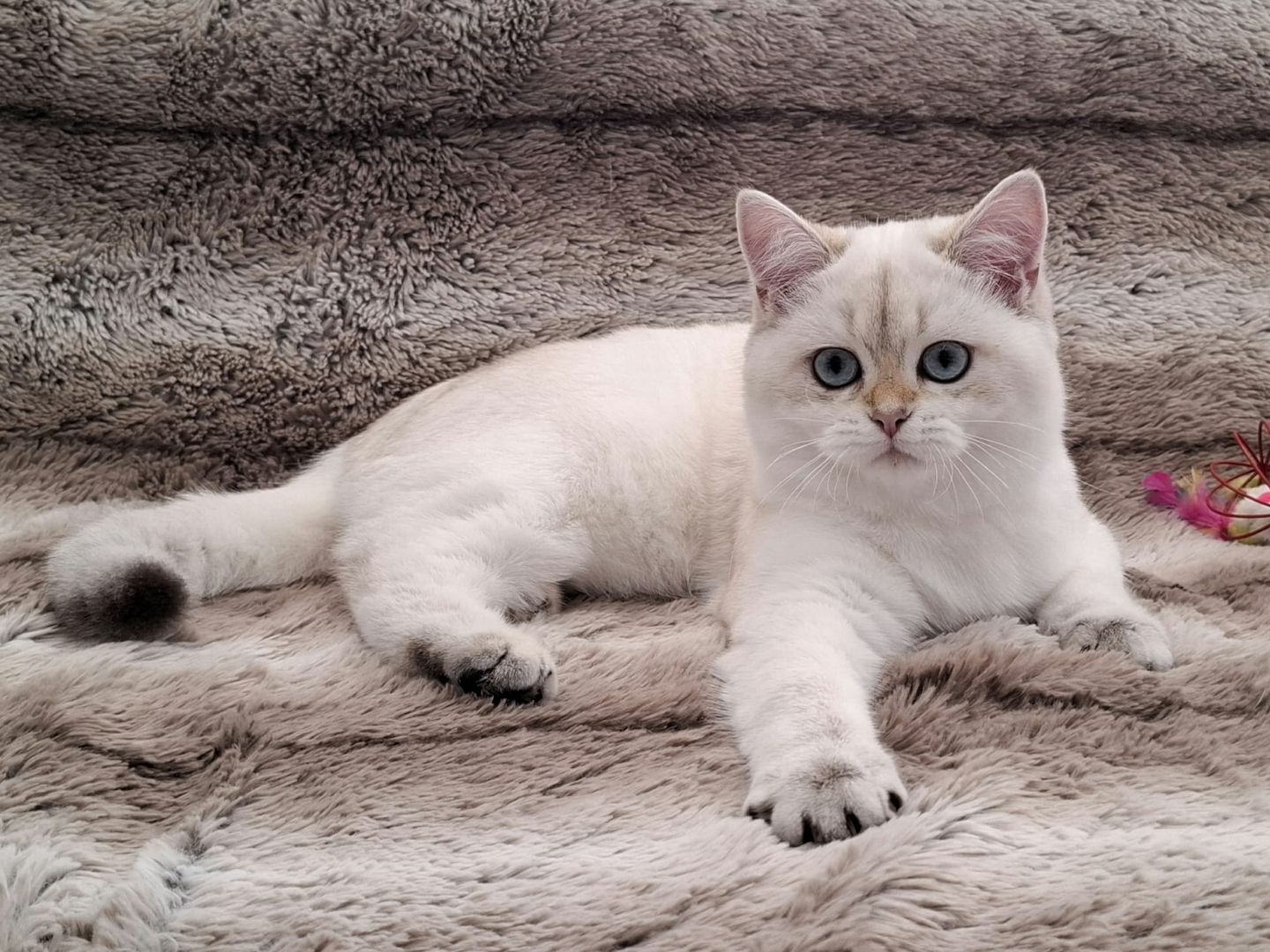 Reinrassige BKH Kitten mit Stammbaum - Abgabebereit