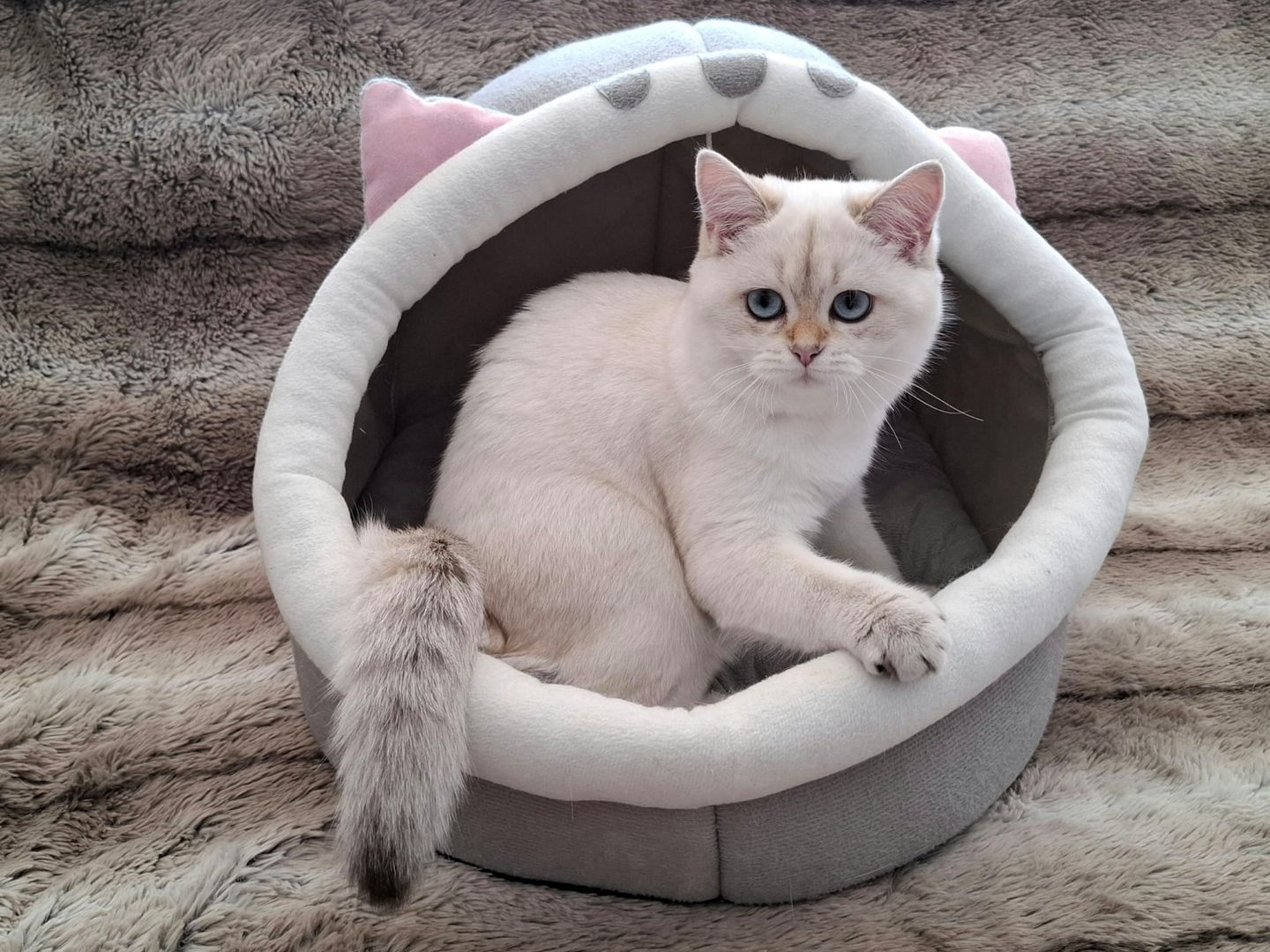 Reinrassige BKH Kitten mit Stammbaum - Abgabebereit