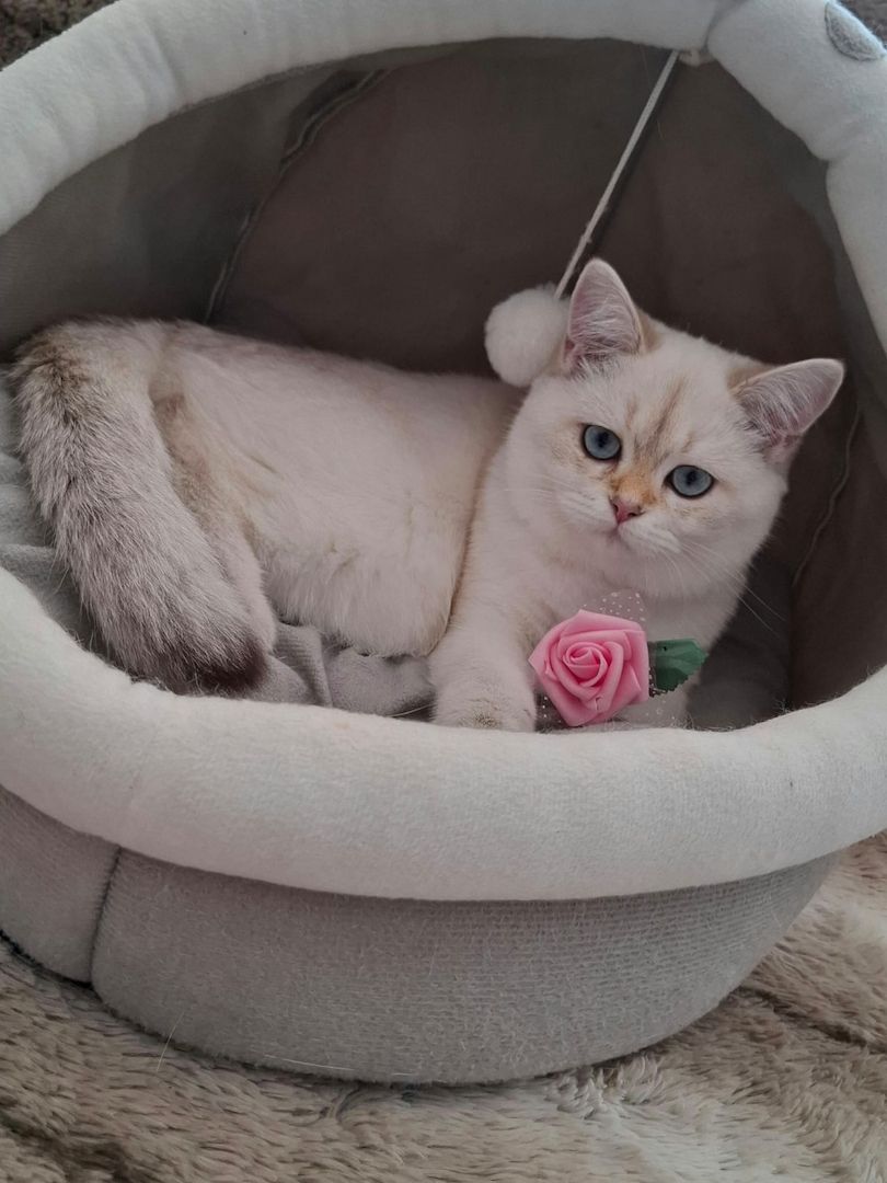 Reinrassige BKH Kitten mit Stammbaum - Abgabebereit