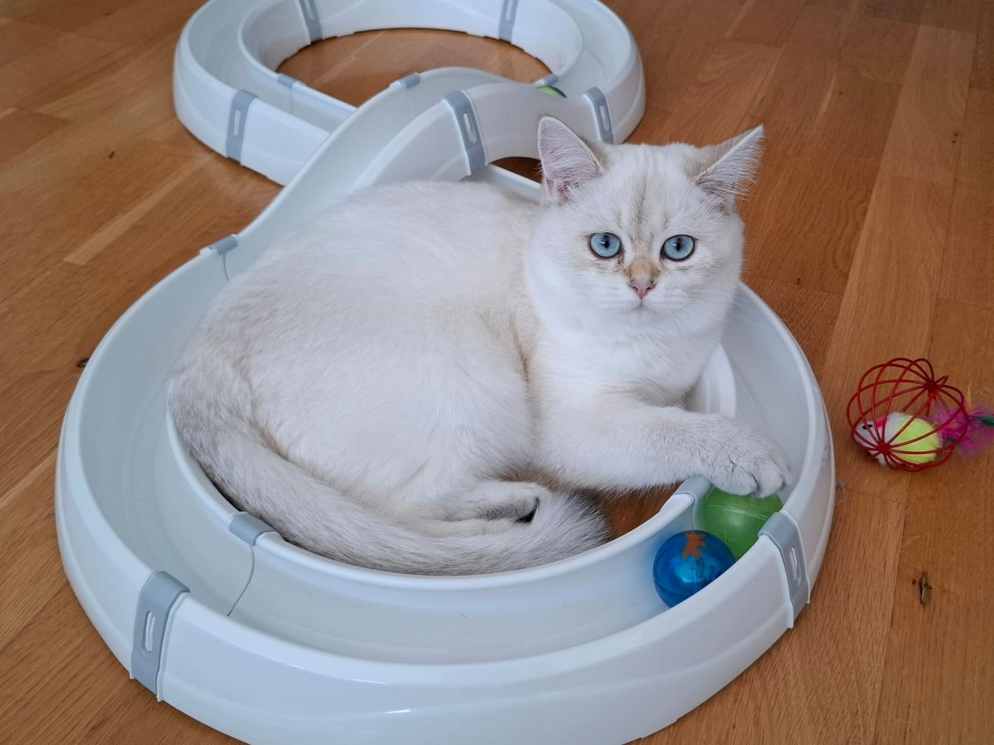 Reinrassige BKH Kitten mit Stammbaum - Abgabebereit