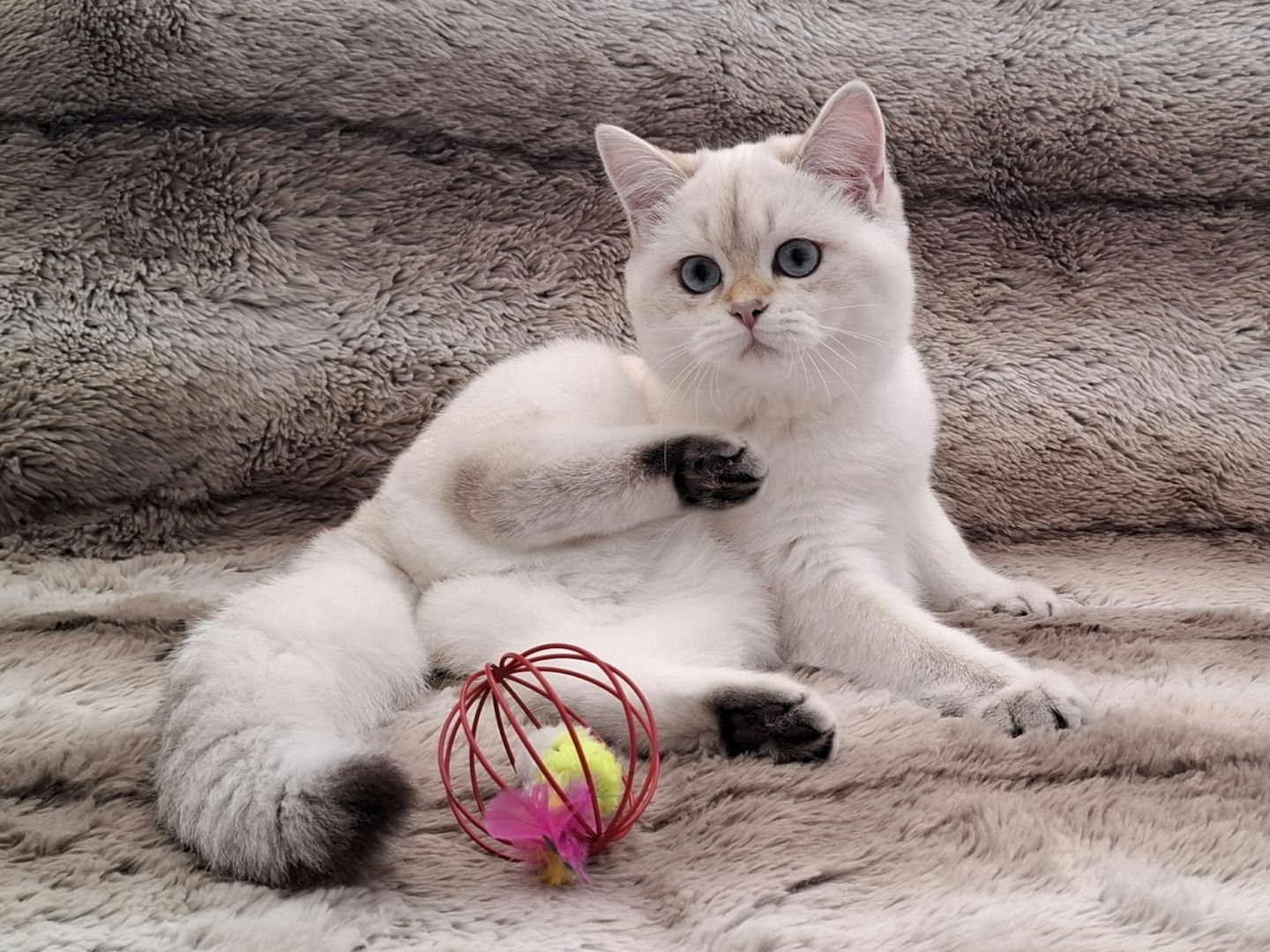 Reinrassige BKH Kitten mit Stammbaum - Abgabebereit