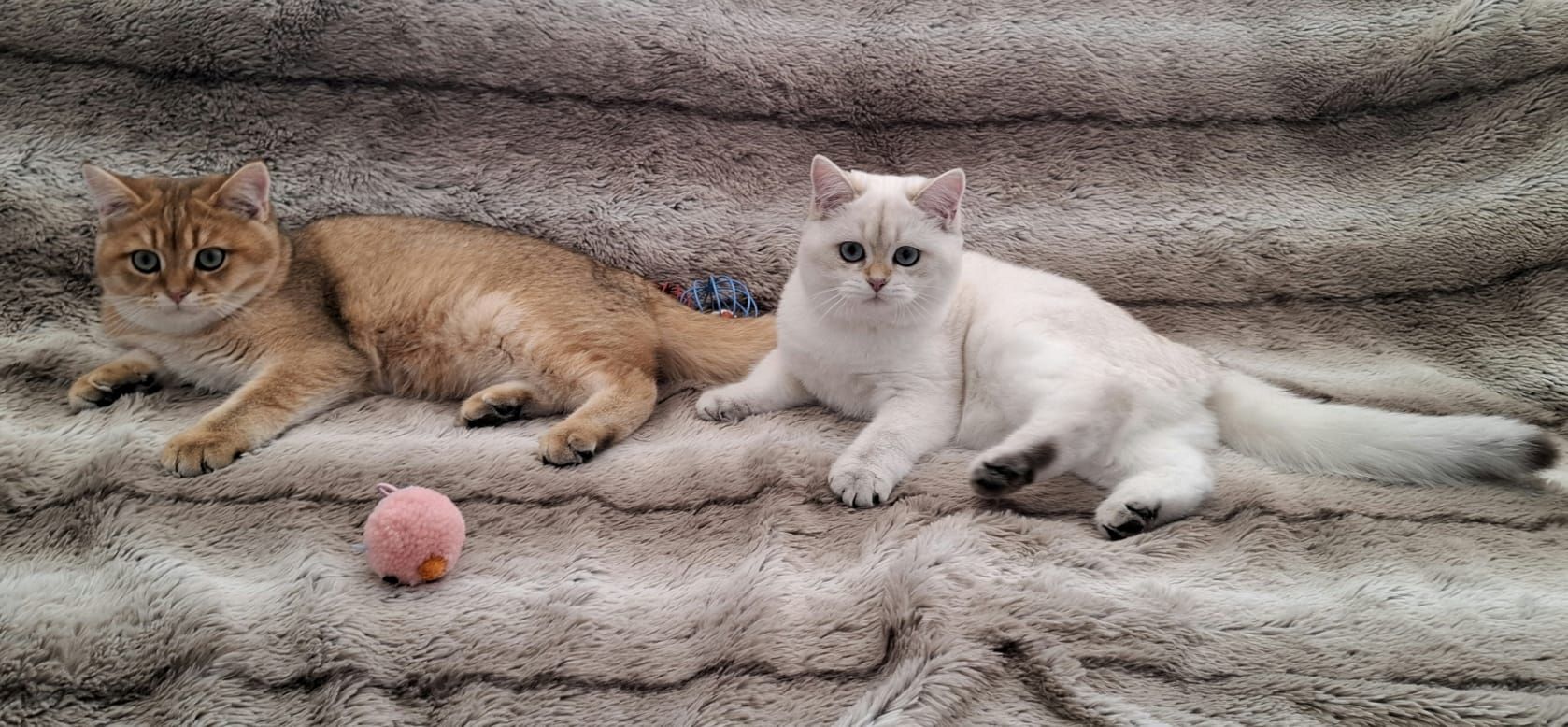 Reinrassige BKH Kitten mit Stammbaum - Abgabebereit