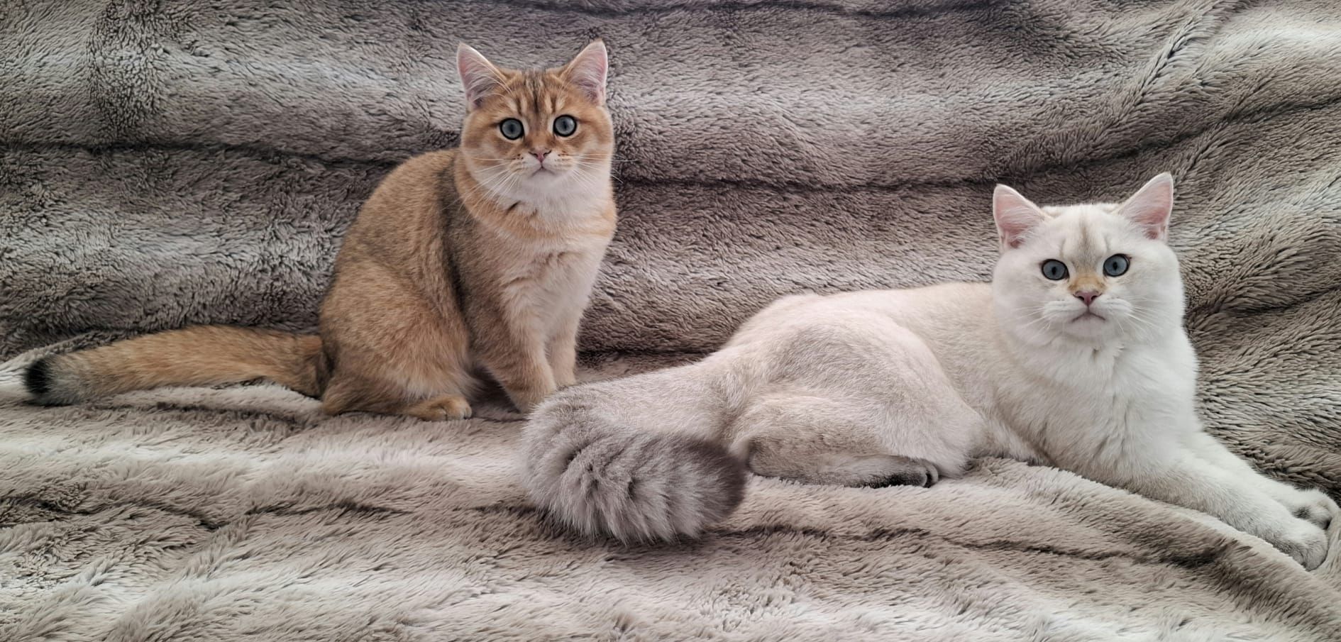 Reinrassige BKH Kitten mit Stammbaum - Abgabebereit