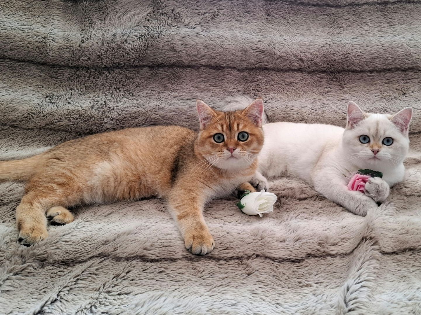 Reinrassige BKH Kitten mit Stammbaum - Abgabebereit