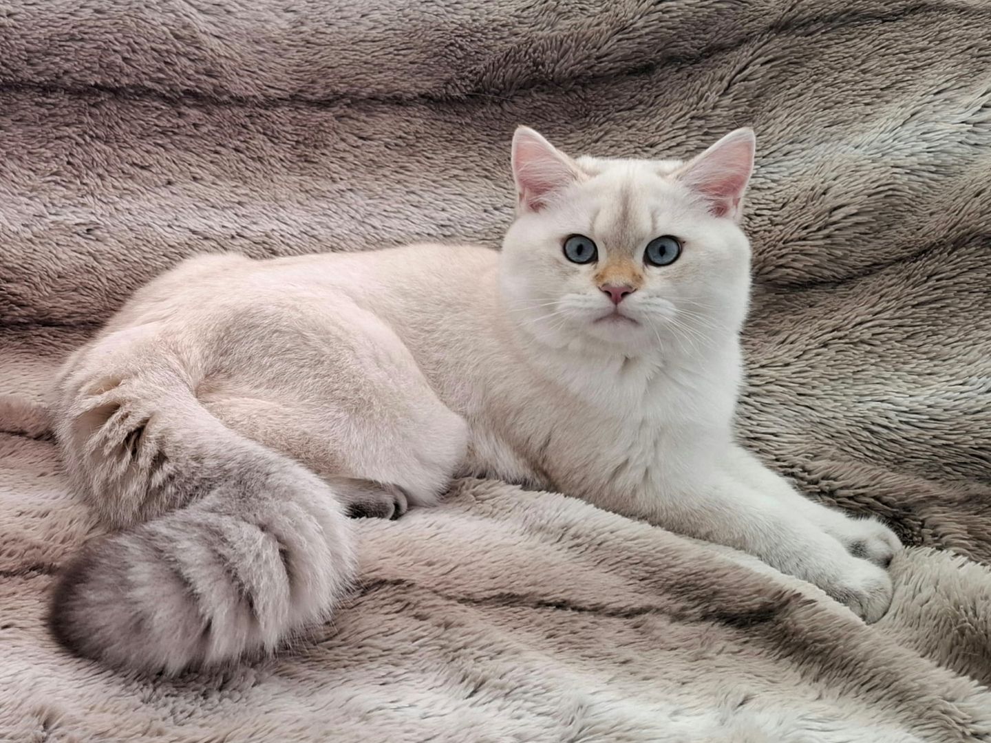 Reinrassige BKH Kitten mit Stammbaum - Abgabebereit