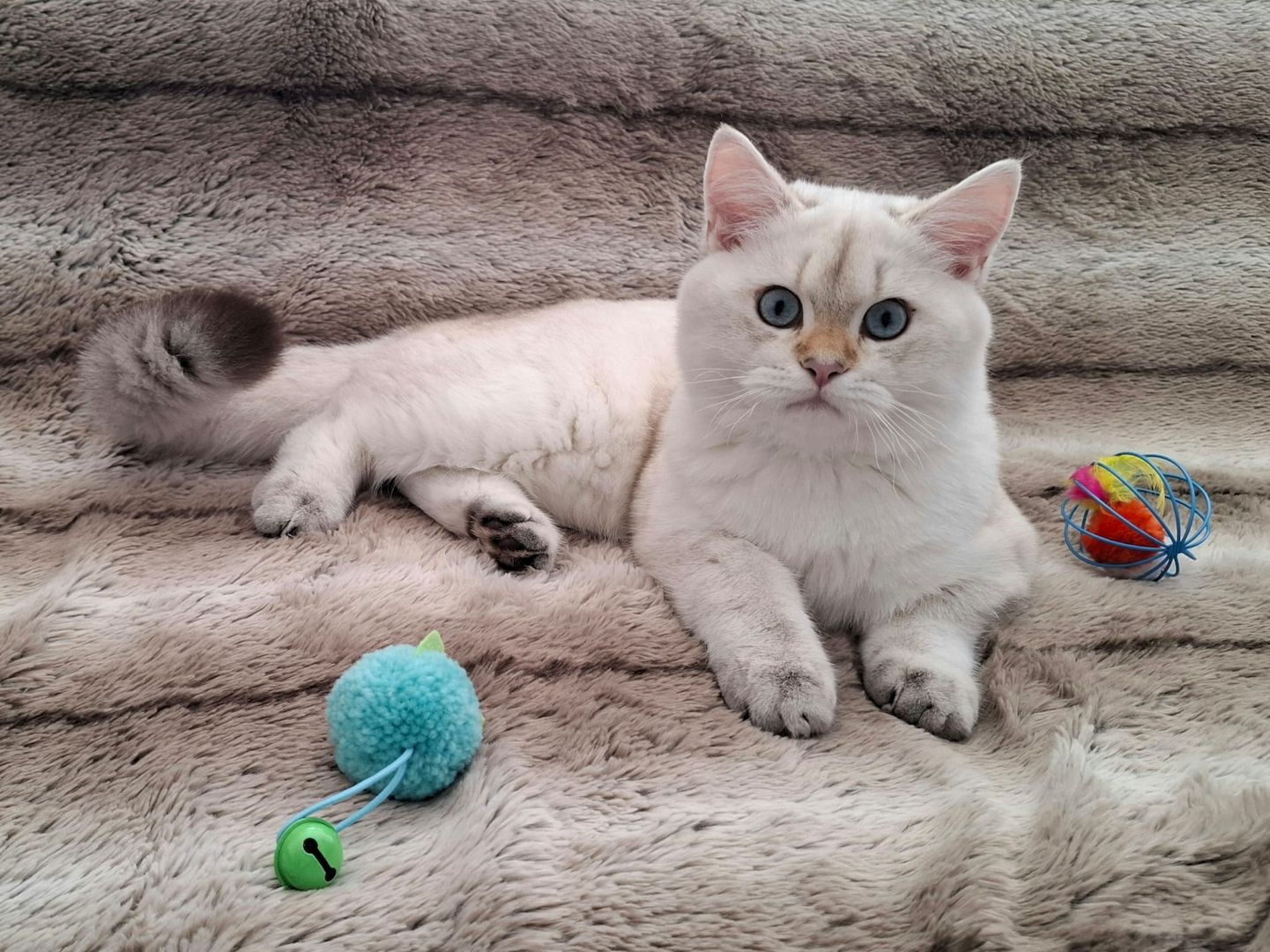 Reinrassige BKH Kitten mit Stammbaum - Abgabebereit