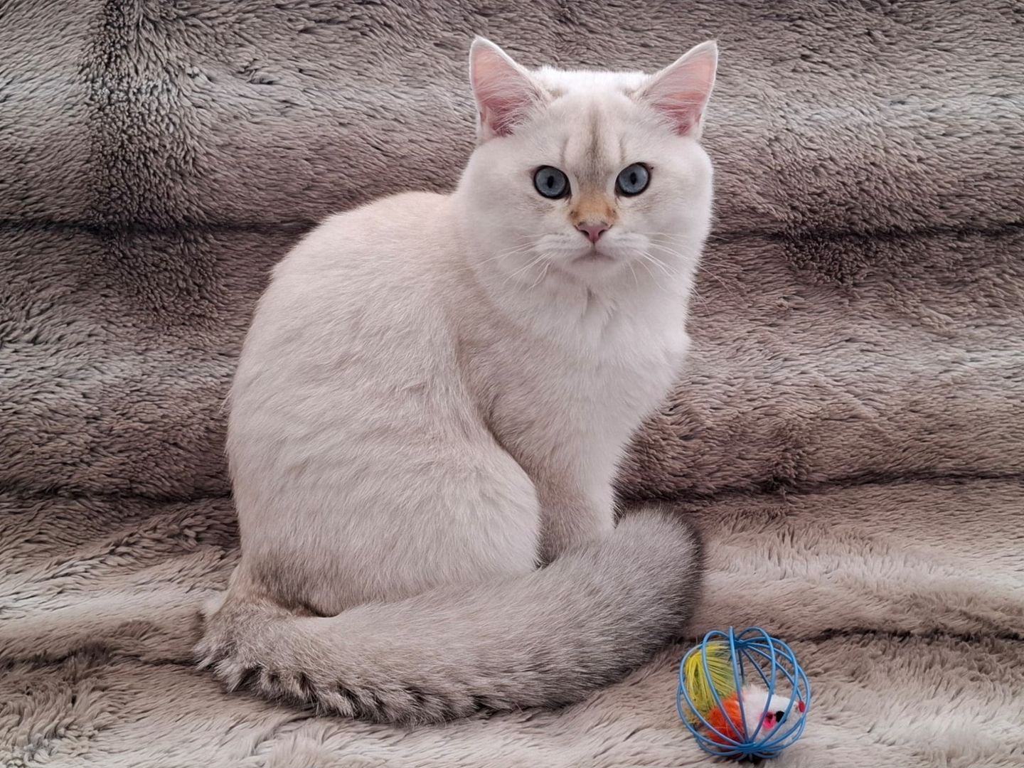 Reinrassige BKH Kitten mit Stammbaum - Abgabebereit