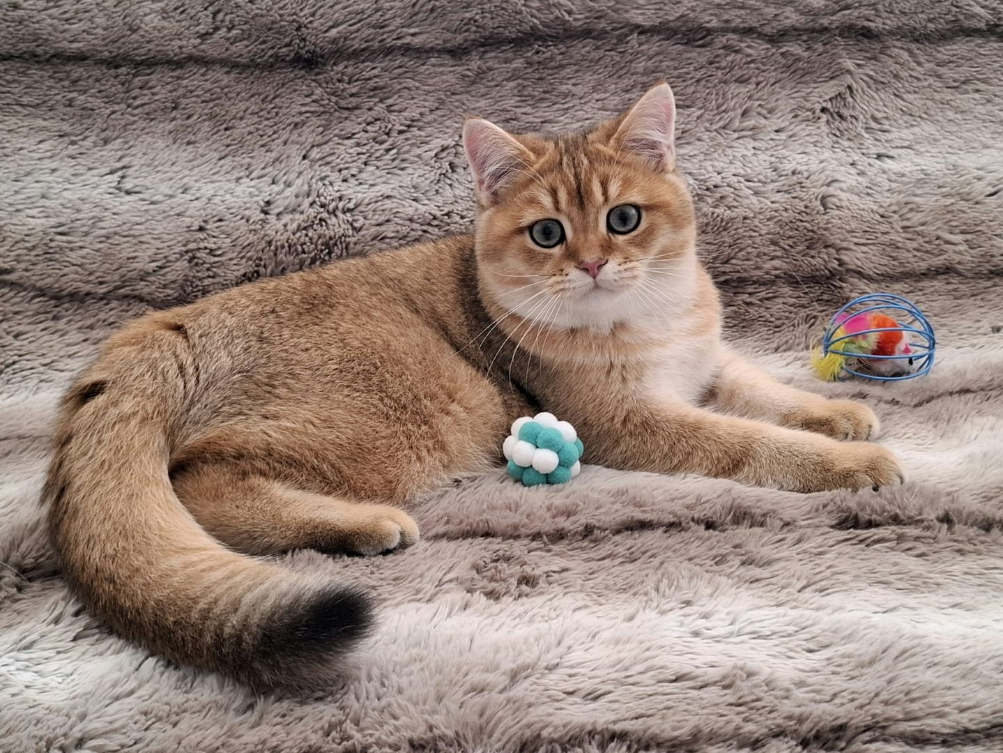 Reinrassige BKH Kitten mit Stammbaum - Abgabebereit