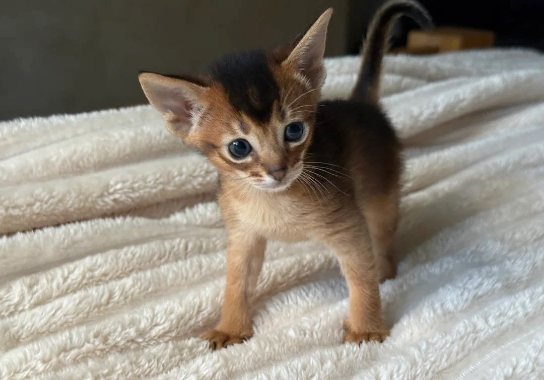 Abessinier Kätzchen zu verkaufen