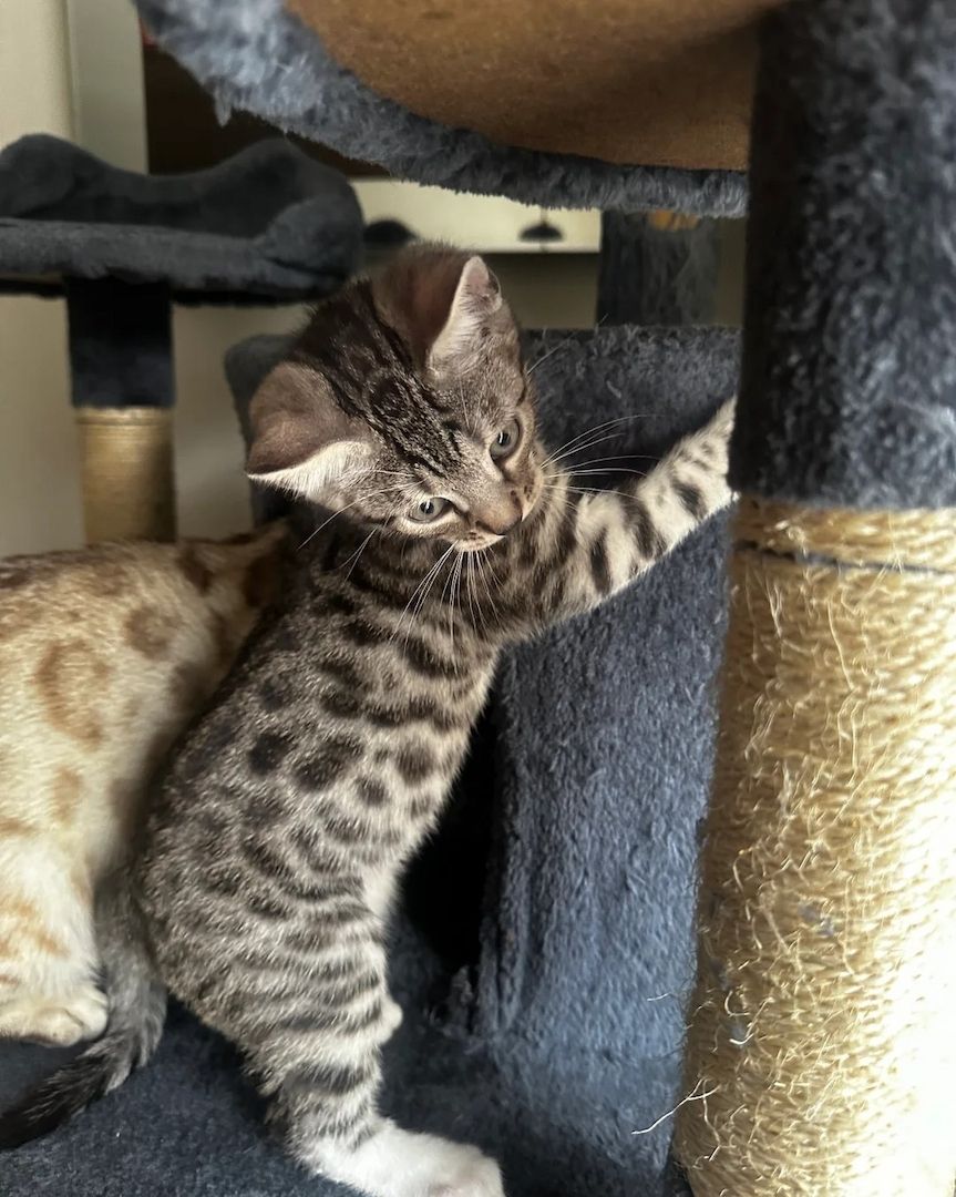 Atemberaubende silberne und anthrazitfarbene Bengal-Jungen und -Mädchen!