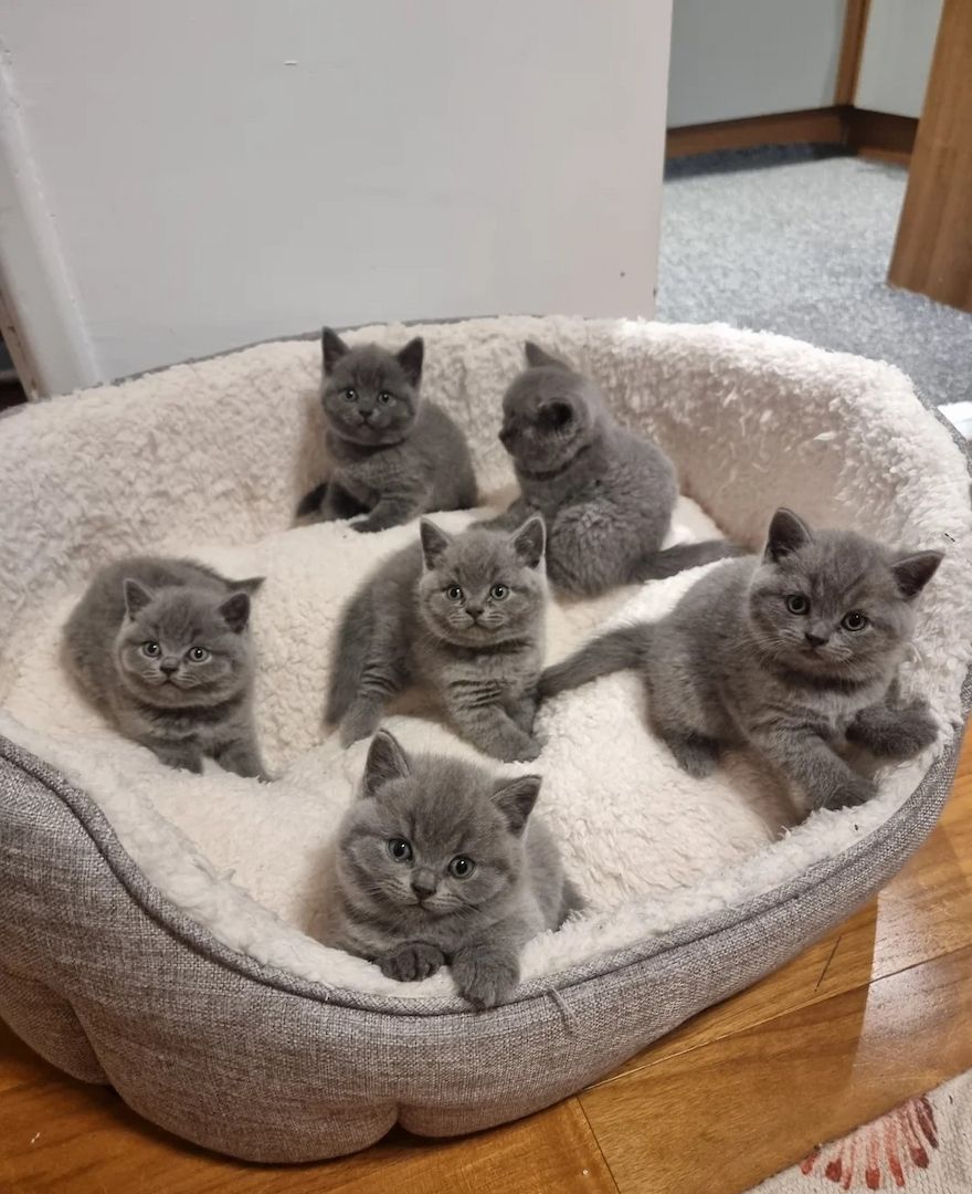 Wunderschöne Britisch Kurzhaar Kätzchen