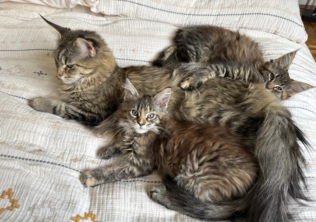 Stammbaum Maine Coon Kätzchen - TICA registriert