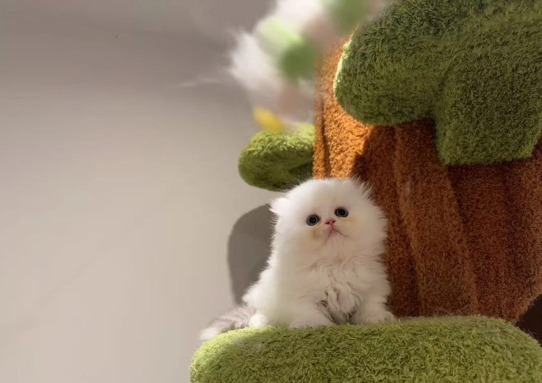 Super atemberaubendes und seltenes Menuett Super atemberaubendes und seltenes Menuett