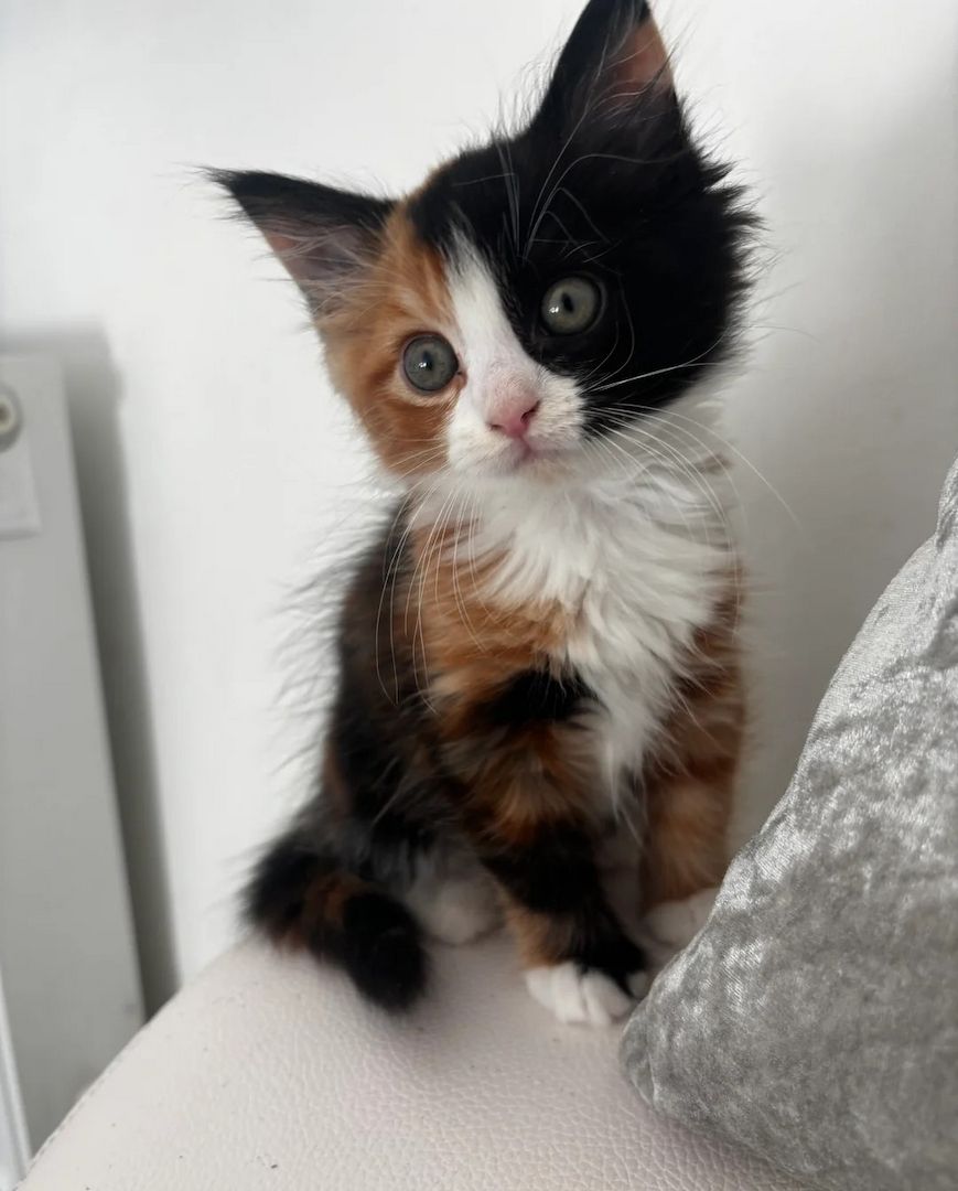 Schöne norwegische Kätzchen