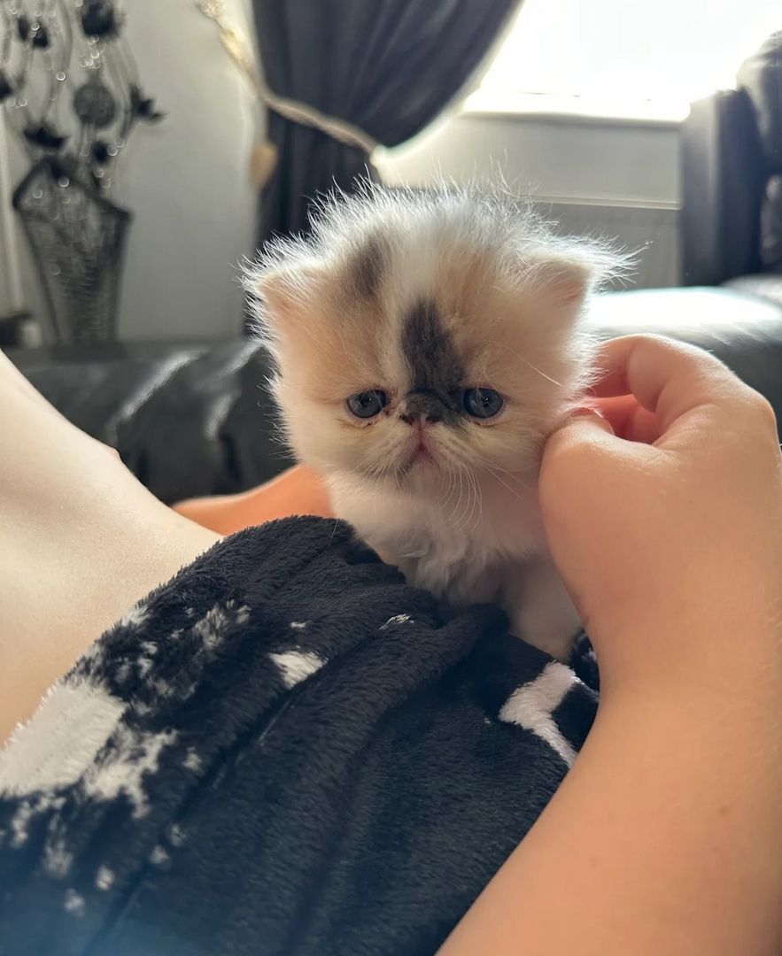 wunderschöne Perserkätzchen