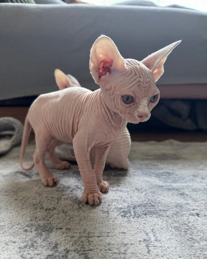 Sphynx-Kätzchen suchen ein Zuhause! ✨