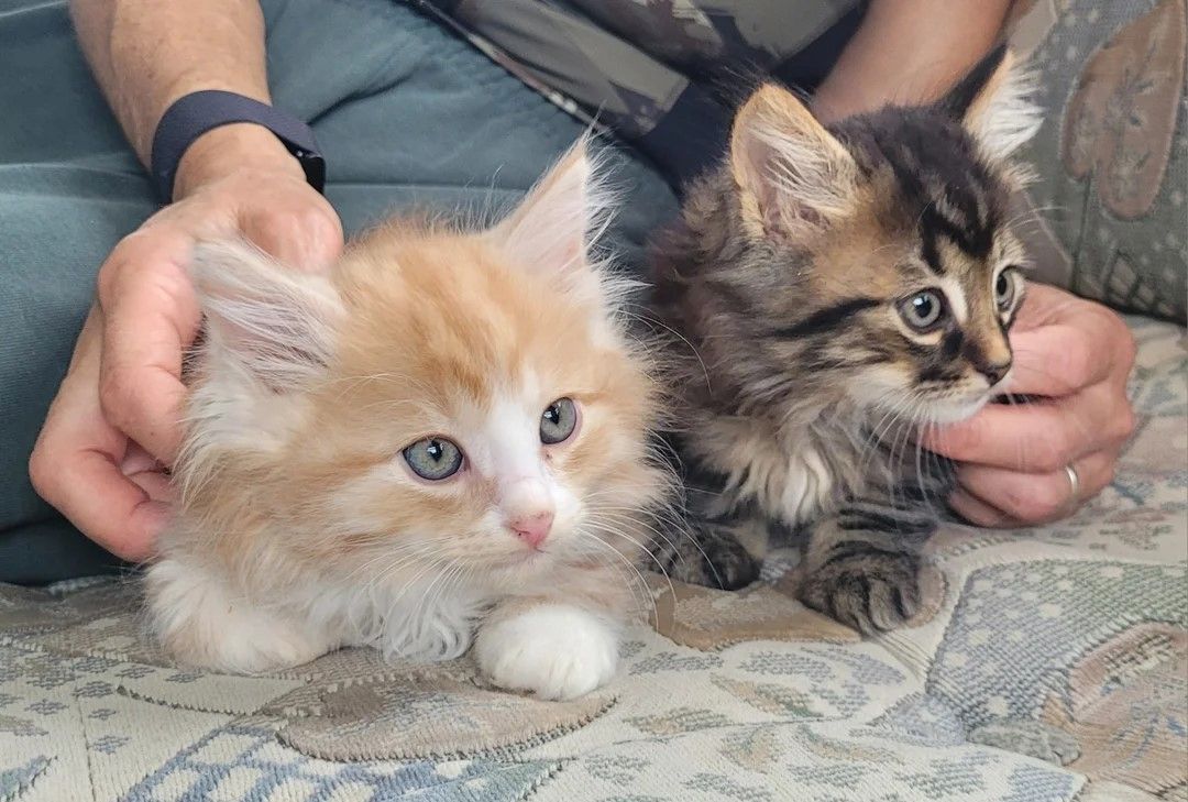 reinrassige Sibirische Kätzchen