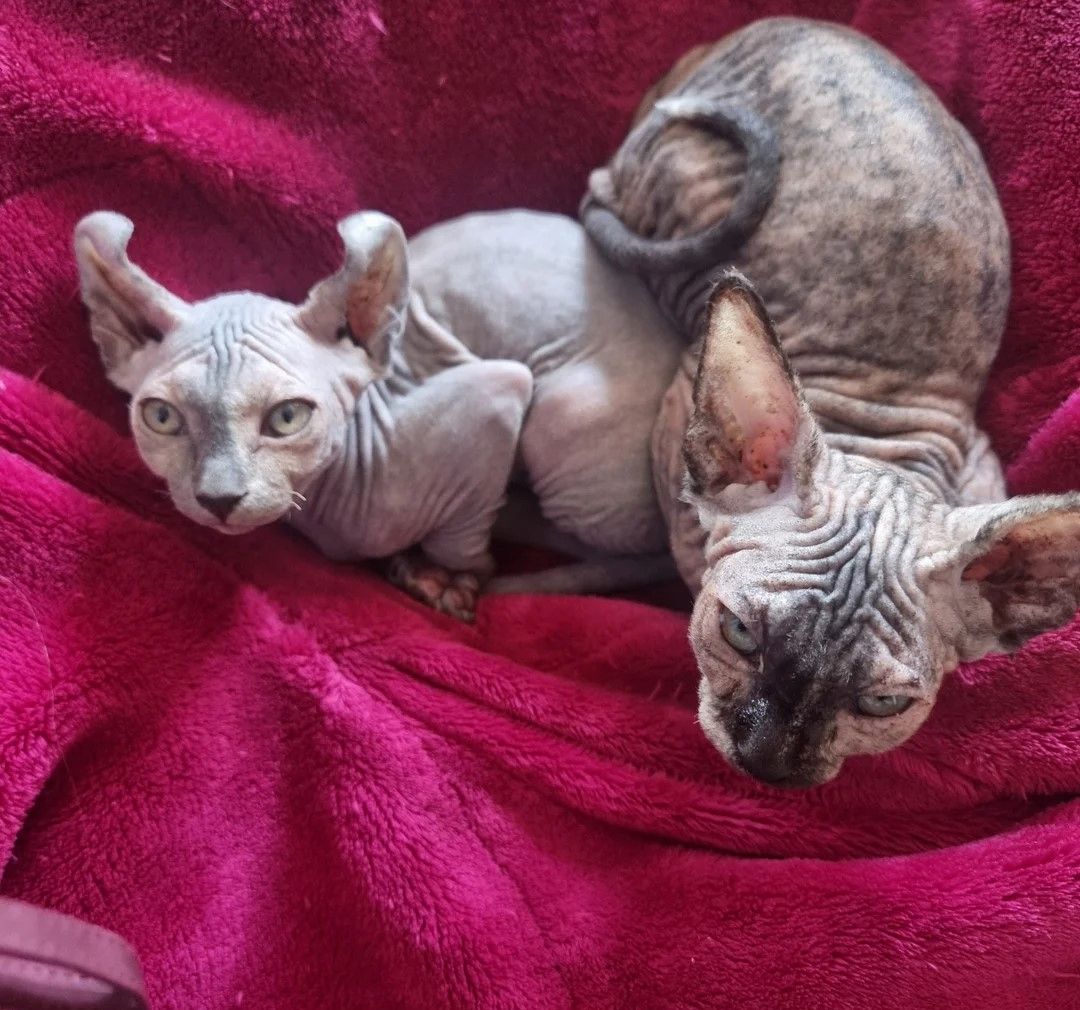 Sphynx kittens