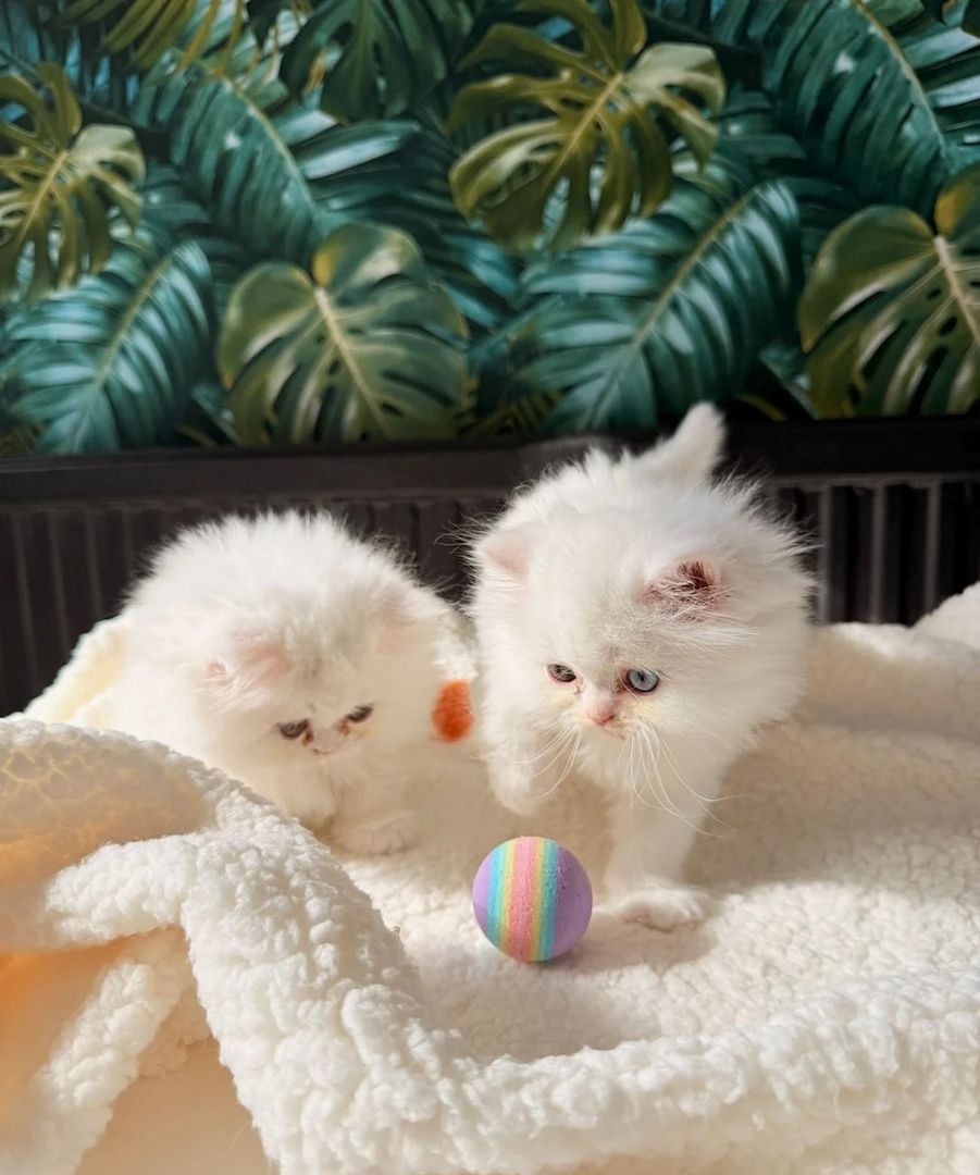 männliches und ein weibliches reinweißes Perserkätzchen