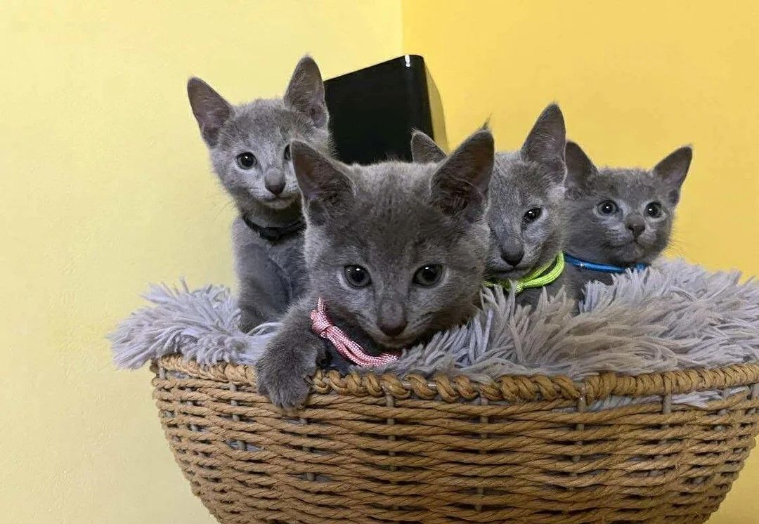 Reinrassige Russisch Blau Kätzchen