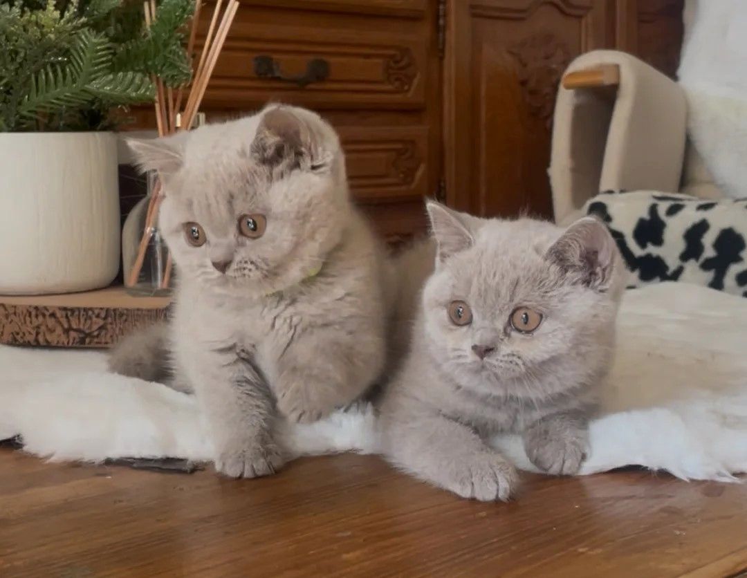 Wunderschöne Britisch Kurzhaar Kätzchen