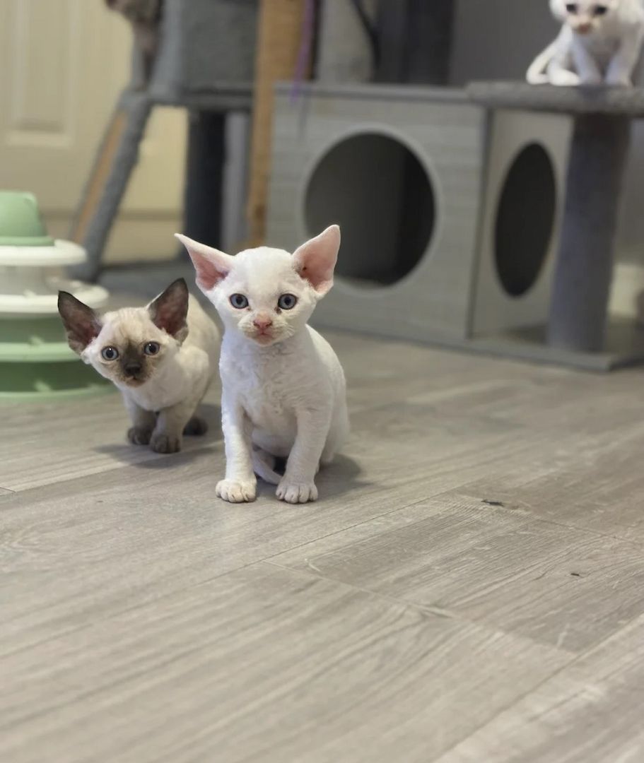 🏡✨ Wunderschöne Devon Rex Kätzchen verfügbar – ✨🏡 🏡✨ Wunderschöne Devon Rex Kätzchen verfügbar – ✨🏡