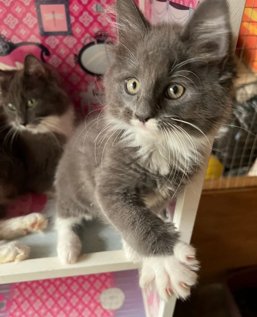 3 wunderschöne Maine Coon Kätzchen