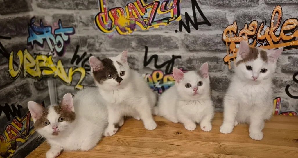 2 Jungs übrig! Munchkin Kätzchen (English Muffin)