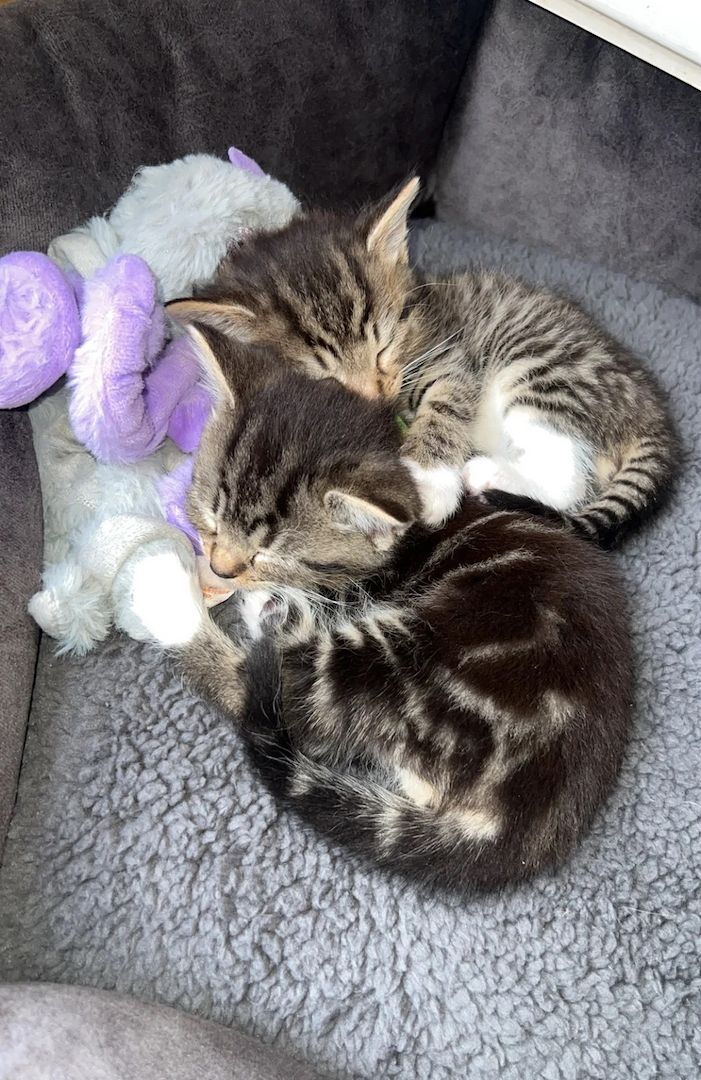 Norwegische Waldkatze