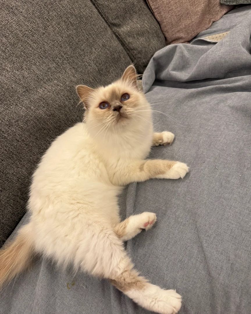 Lilac Point Birma-Weibchen zu verkaufen