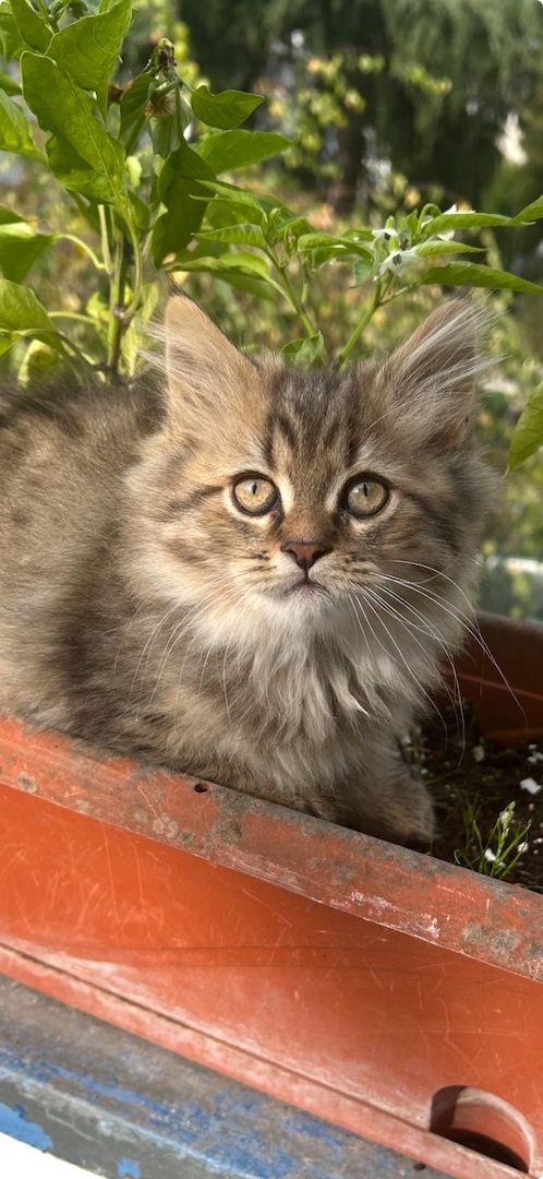 Süße Maine Coon Babies suchen ein neues zu Hause